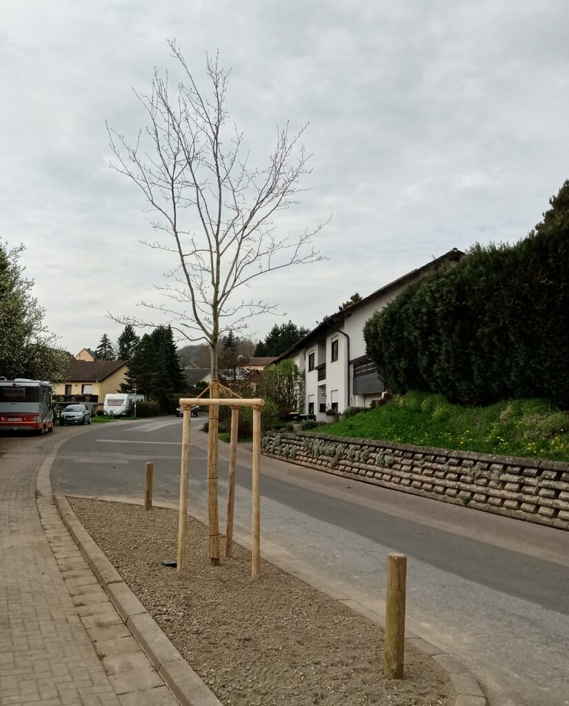Neue Bäume für Hangard - Gut fürs Klima und schön fürs Ortsbild