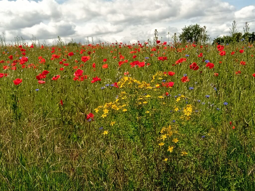 Blütenpracht auf dem Schauinsland